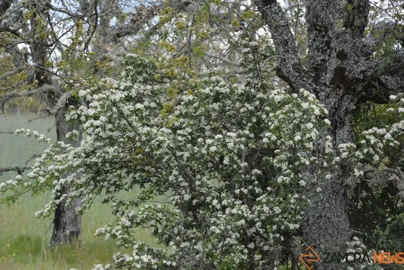 portugal sayago primavera (6)