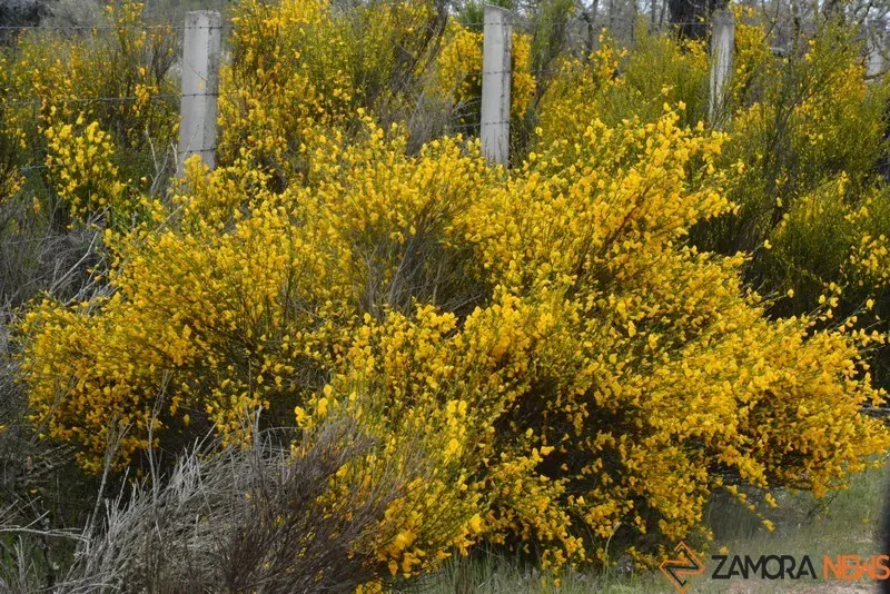 portugal sayago primavera (8)