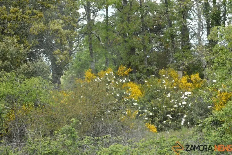 portugal sayago primavera (12)