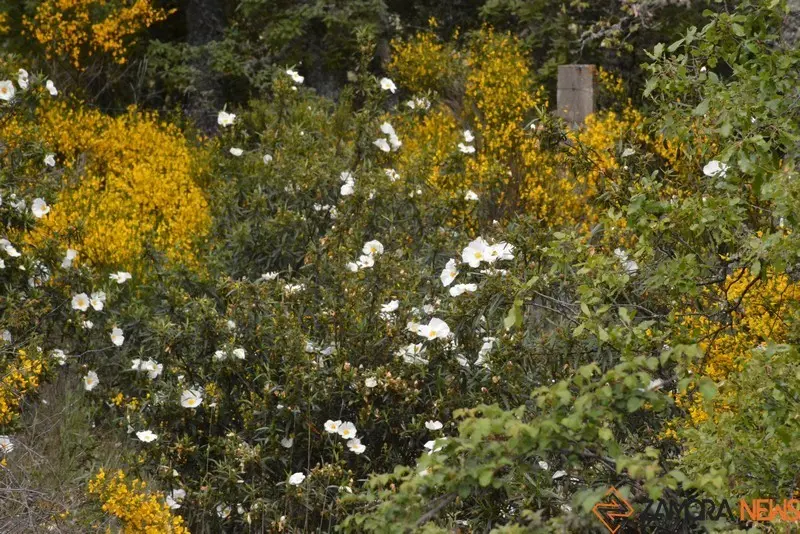 portugal sayago primavera (13)