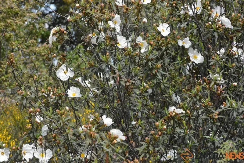 portugal sayago primavera (15)
