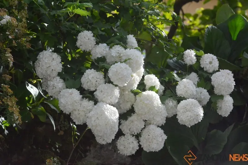 portugal sayago primavera (29)