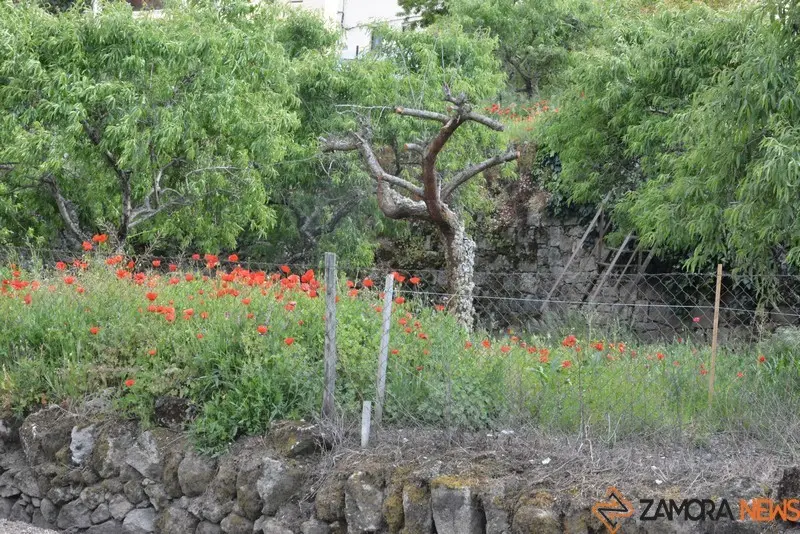 portugal sayago primavera (30)