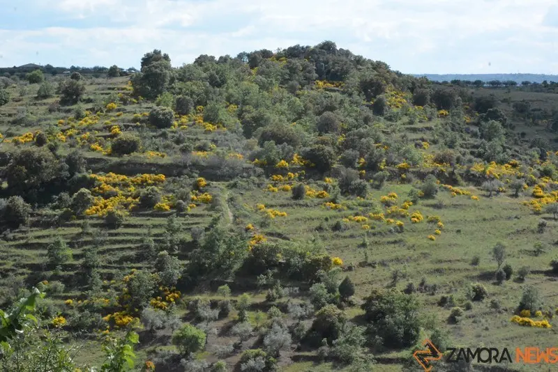 portugal sayago primavera (33)