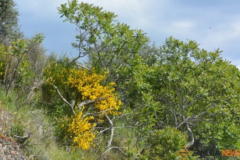 portugal sayago primavera (34)