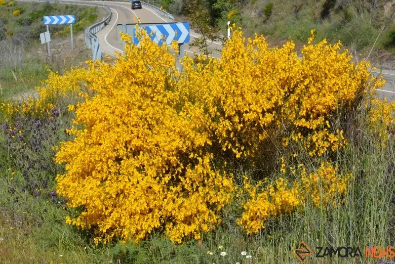 portugal sayago primavera (40)
