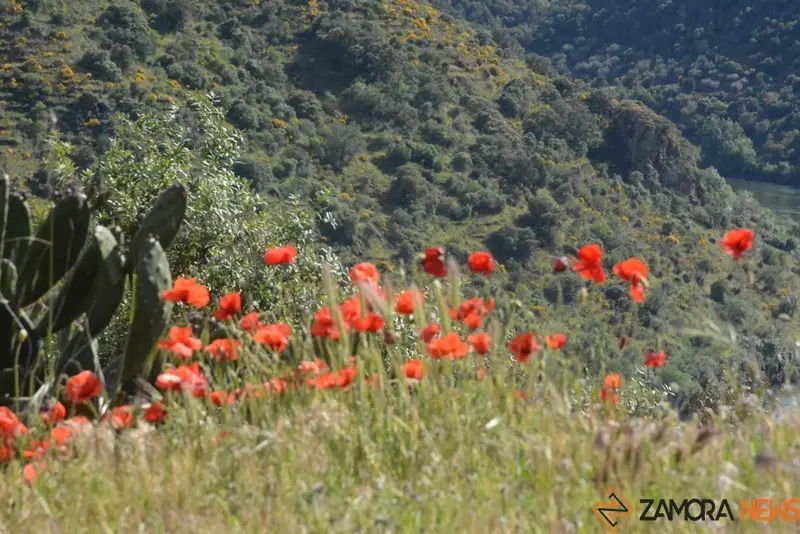 portugal sayago primavera (55)