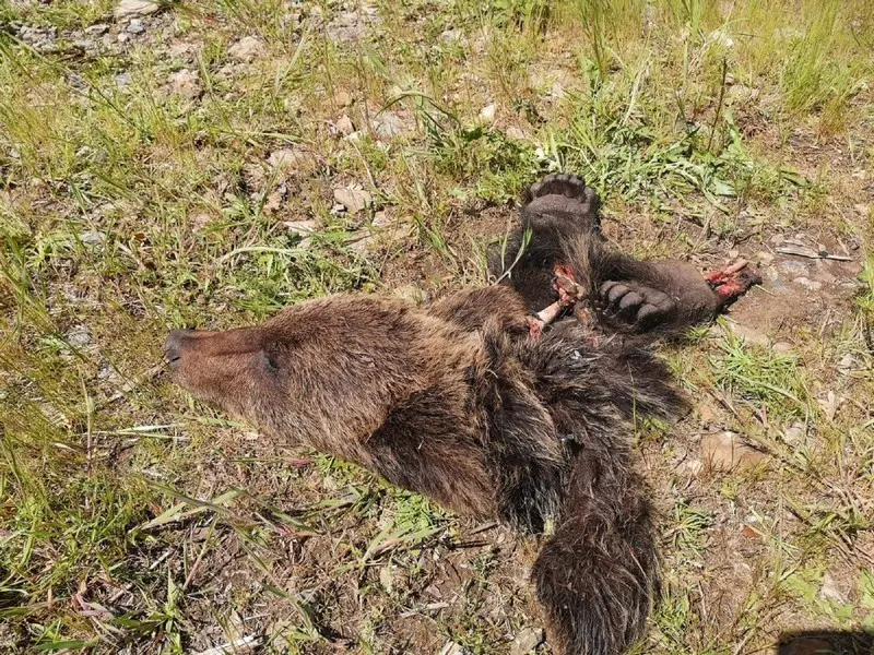 Restos del oso pardo