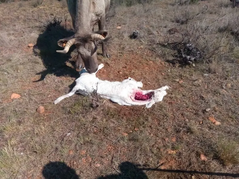 Imagen del ternero atacado por el lobo
