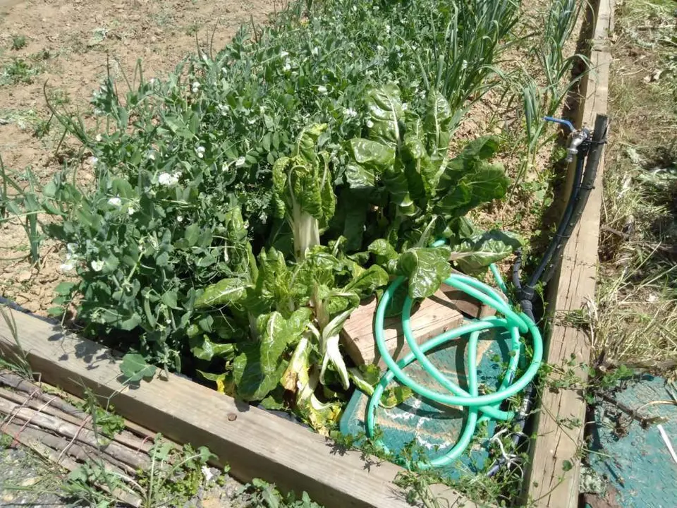 Huertos urbanos en Benavente