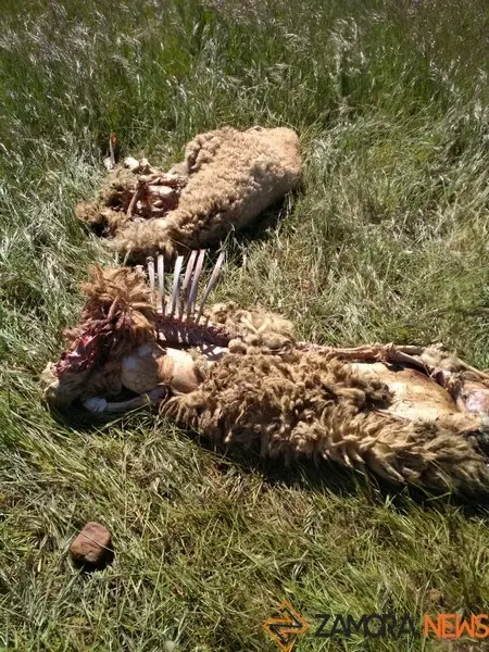Ovejas muertas tras el ataque del lobo. Foto de Archivo