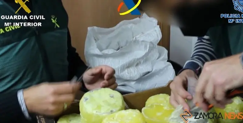 Los agentes cortan las piñas donde está escondida la cocaína