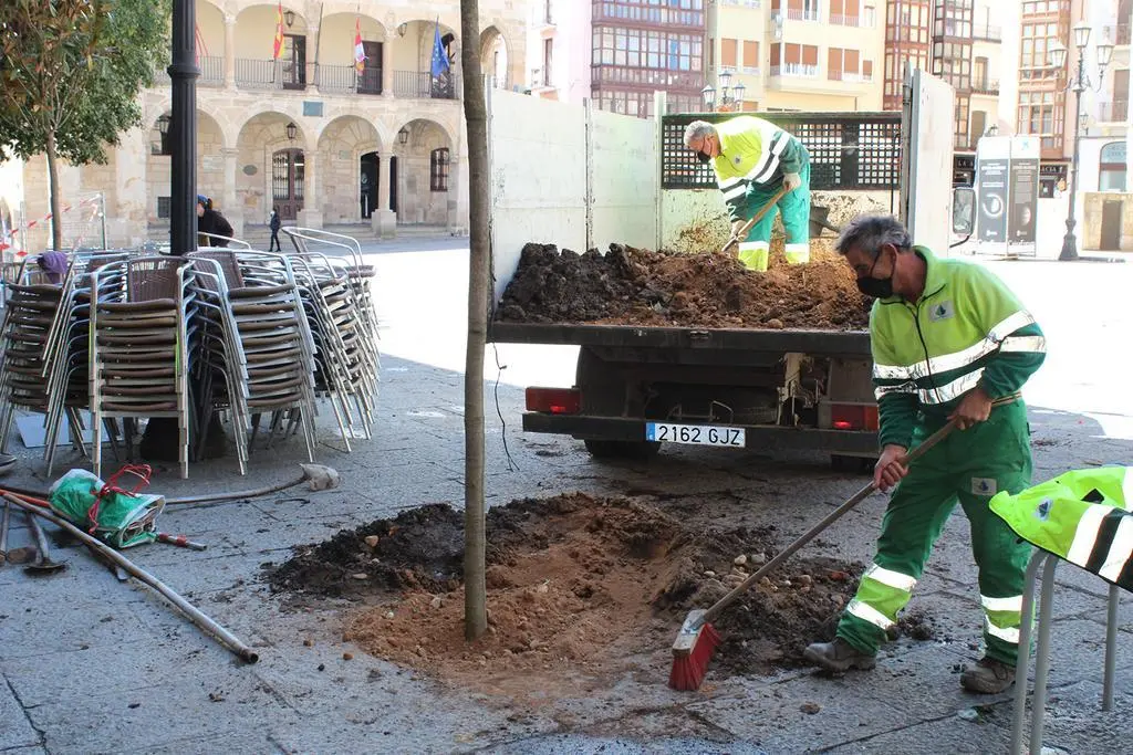Obras del nuevo arbolado en la Plaza Mayor de Zamora