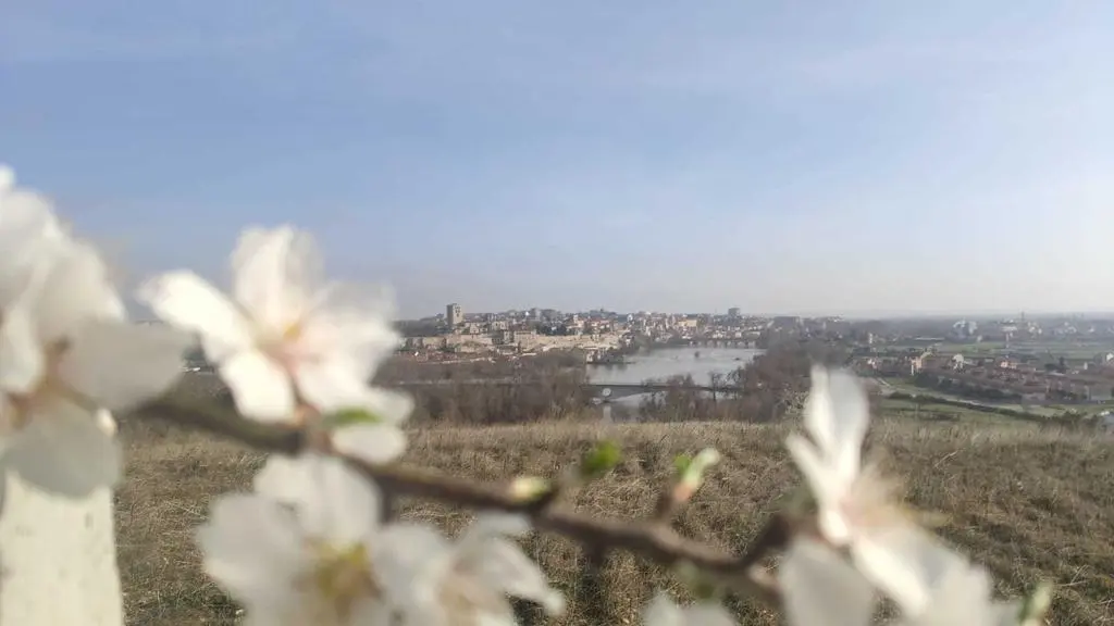 Zamora