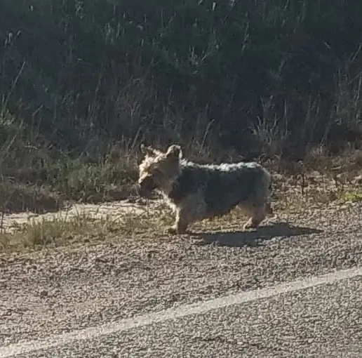 Perro extraviado en la ZA-912
