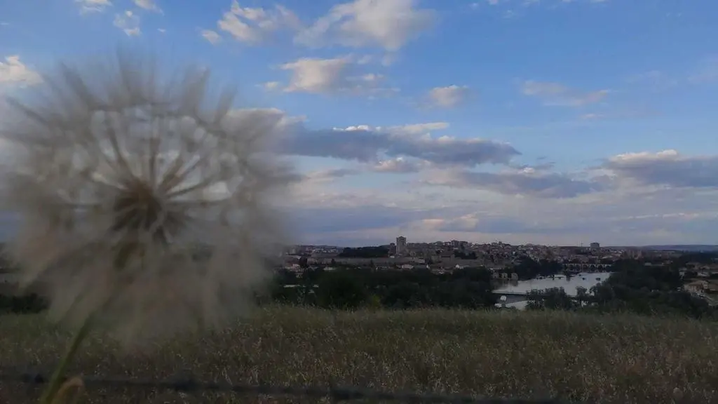 Zamora