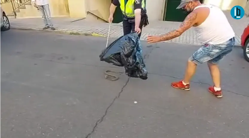 La Policía Municipal cazando un ejemplar de culebra bastarda. Fotografía: Interbenavente