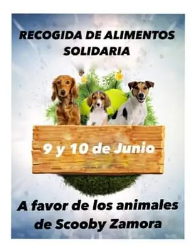 Cartel recogida de alimentos