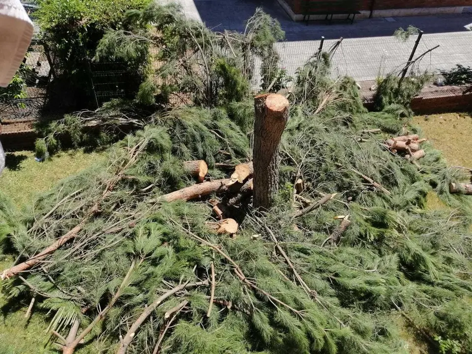 tala árbol