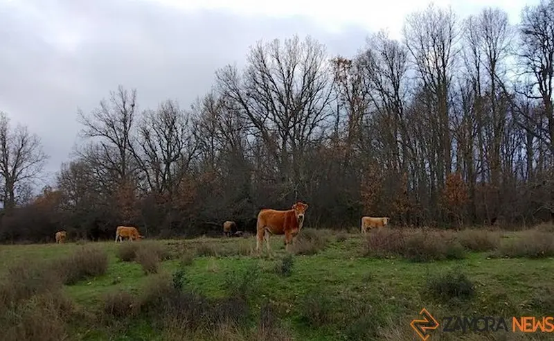 Un rebaño de vacas