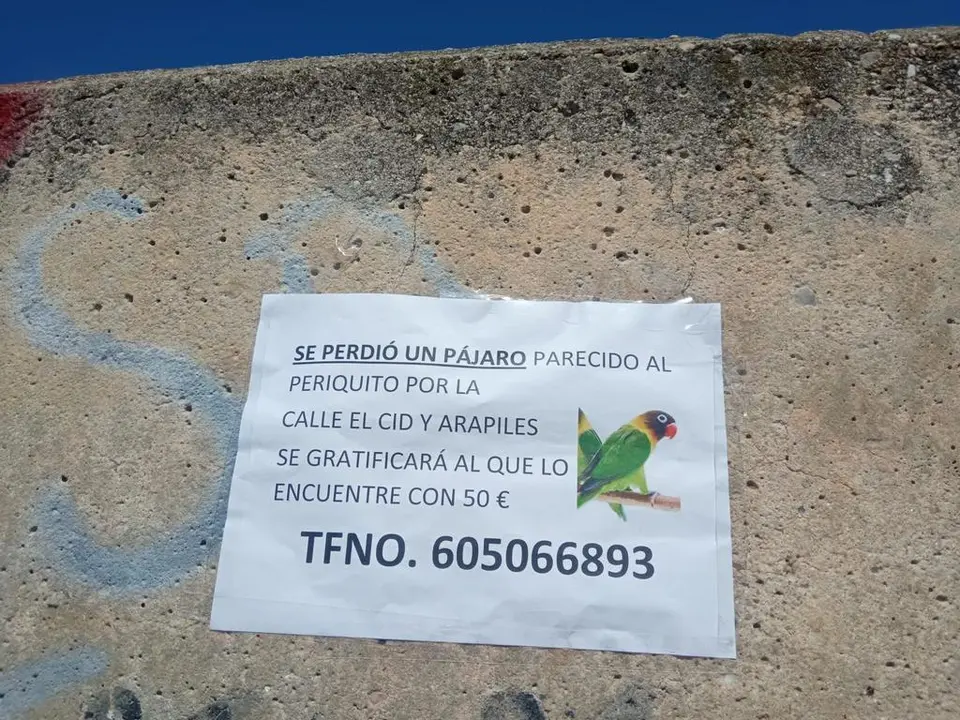 Agapornis extraviado
