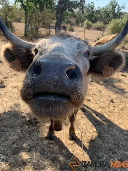 Vacas Explotación  (6)
