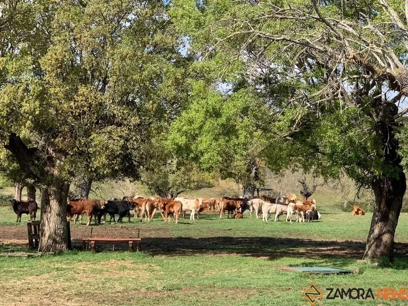 Vacas Explotación  (9)