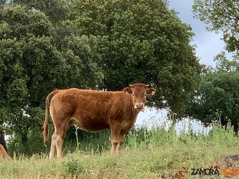 Vacas Explotación