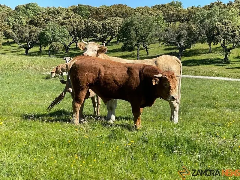 Vacas Explotación