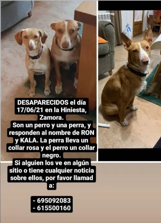 Ron y Kala