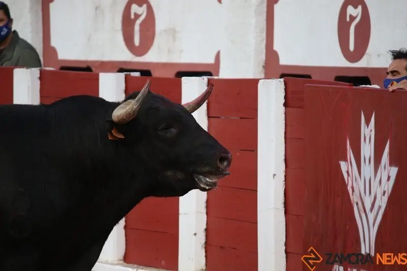 cortes goyescos (20)