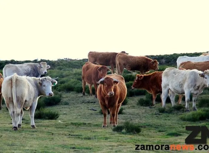 vacas