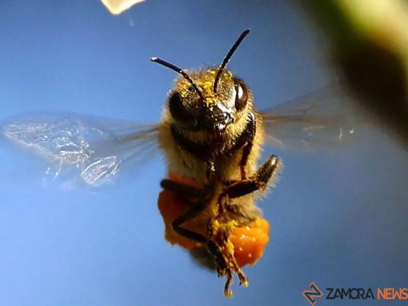 Una abeja