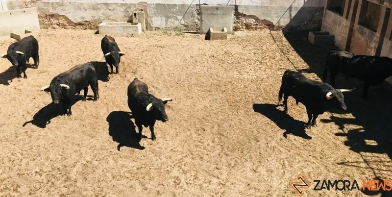 toros zamora