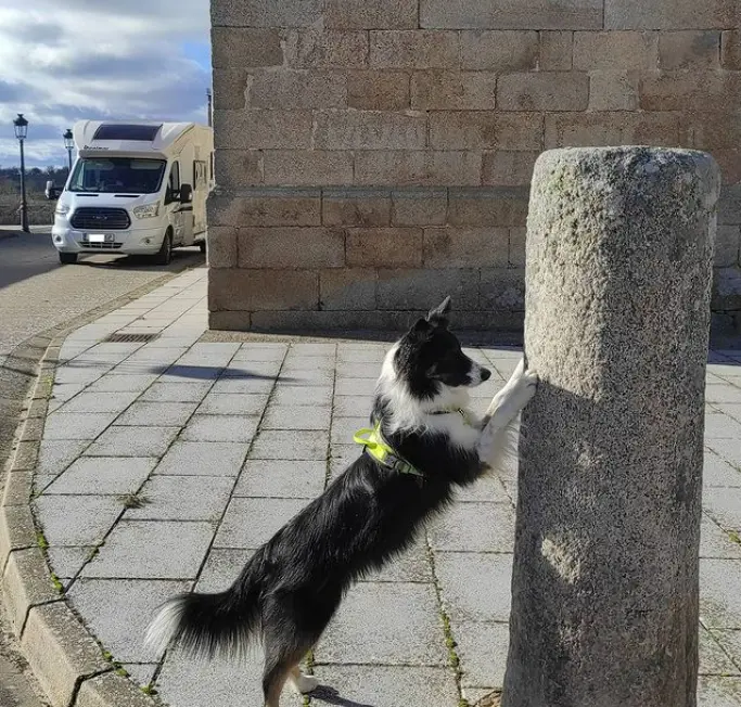 Arvi en Villar del Buey