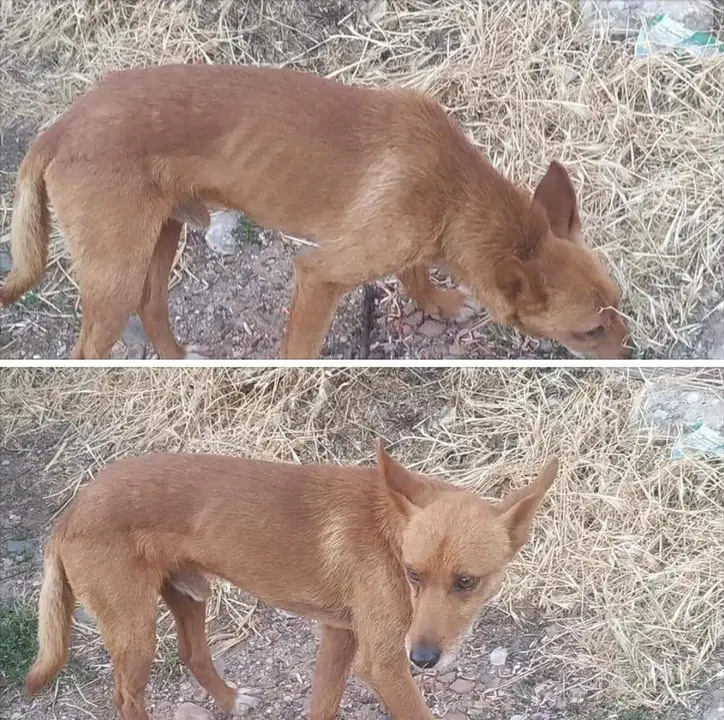 Perro extraviado en Domez