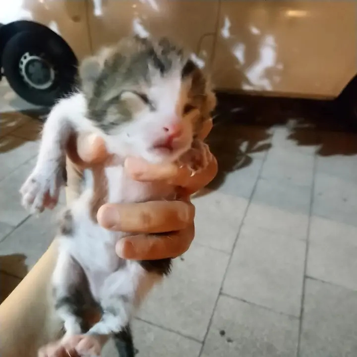 Cría de gato rescatado