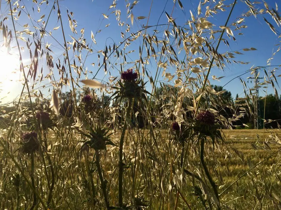 Campo