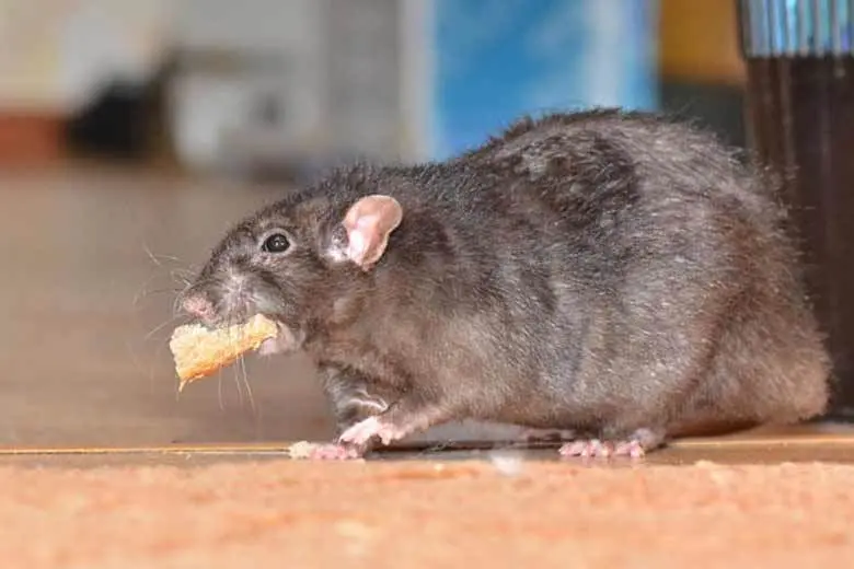 ratas