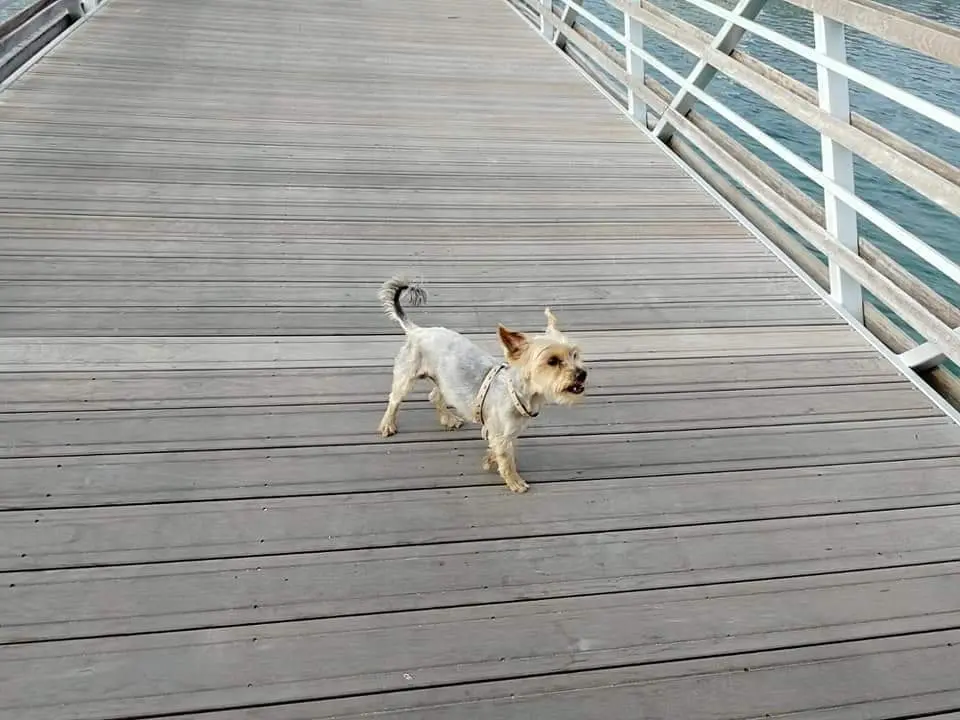 Ayuda para buscar a Zoe por la barriada de Asturias