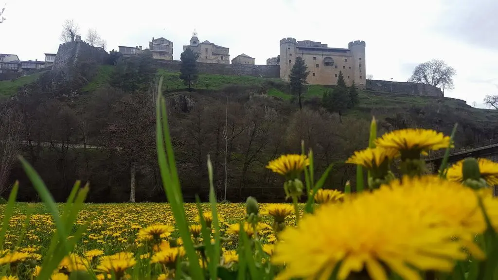 Taraxacum