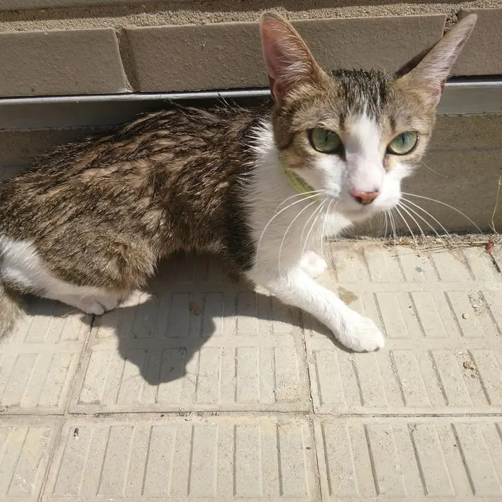Gata localizada por DAZ