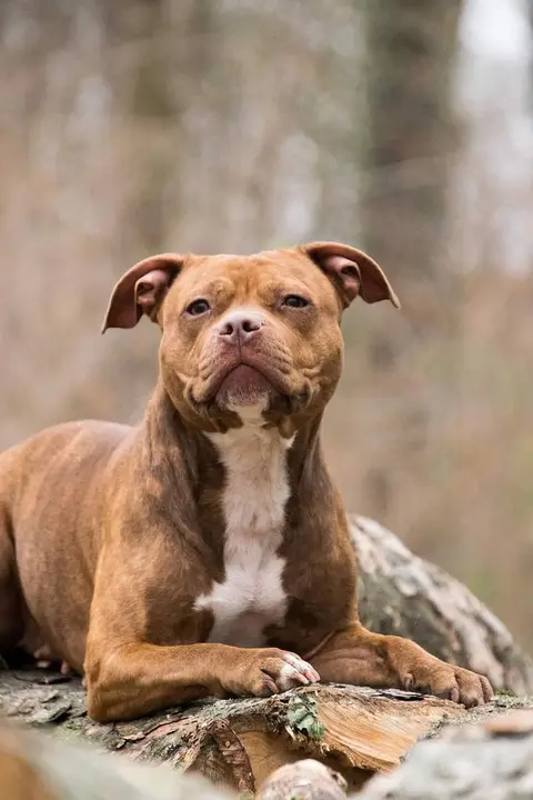 animal-nature-cute-dog