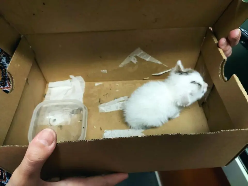 Uno de los gatos que han aparecido en una caja de zapatos