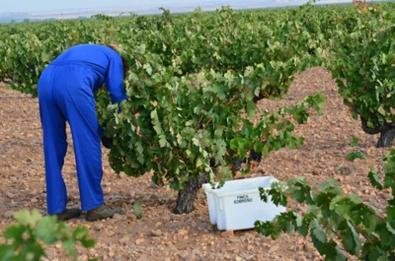 viñedos