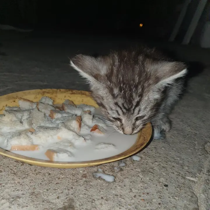 Gato perdido en La Hiniesta