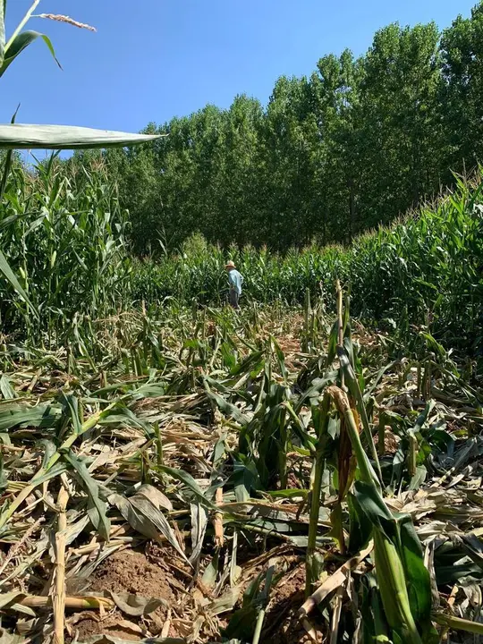 Daños causados por jabalíes en un cultivo de maíz en Milles de la Polvorosa