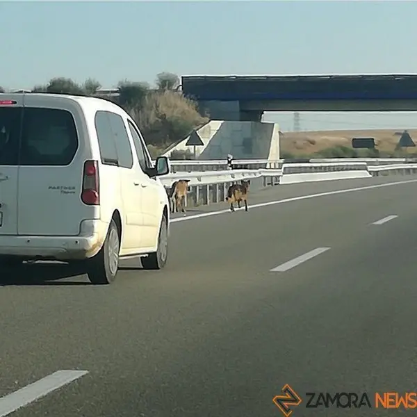 Perros en la autovía a su paso por la autovía a su paso por Fontanillas