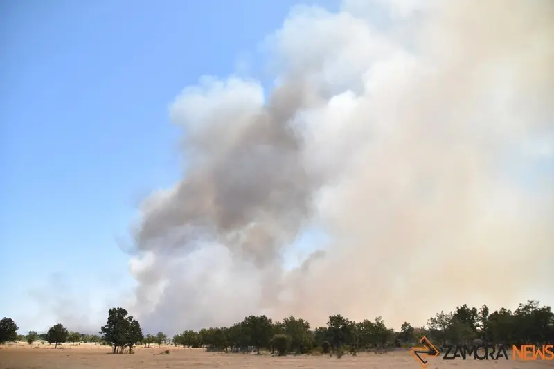 fuego fresnadillo  (48)