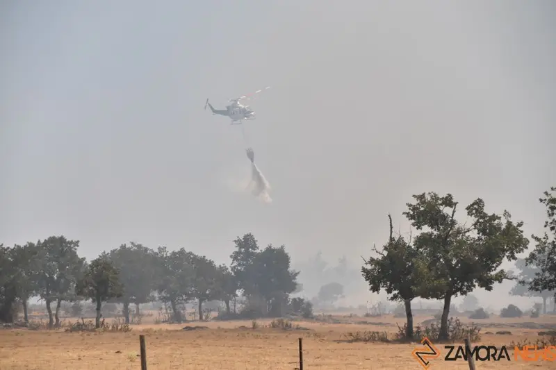 fuego fresnadillo  (90)